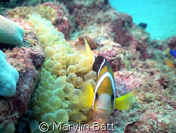 Close up Clown Fish.  Sony PC350. by Marylin Batt 